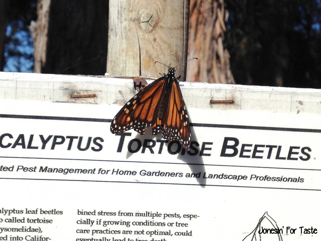 Having fun in California doesn't have to be expensive- visit Pismo Beach and see tens of thousands of Monarch Butterflies!